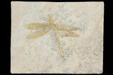Fossil Dragonfly (Tharsophlebia) - Solnhofen Limestone #157234-1